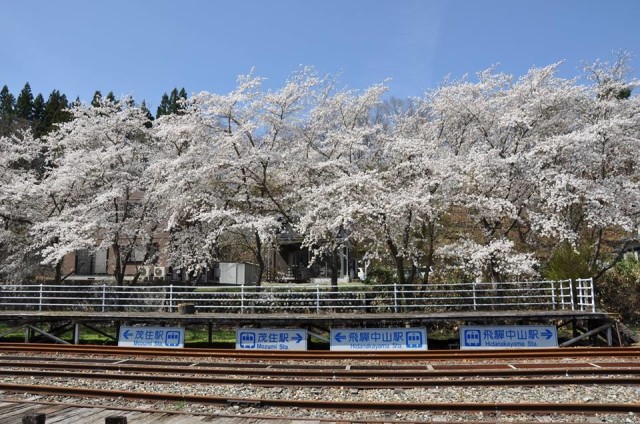 レールマウンテンバイクの桜